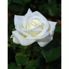 Роза чайно-гибридная Уайт Наоми 1 шт