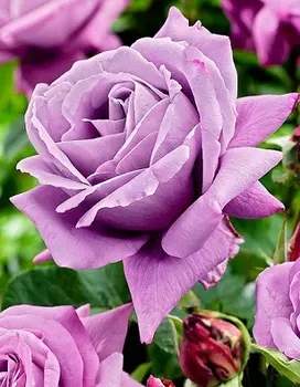 Роза чайно-гибридная Вальцтайм 1 шт ОКС