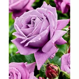 Роза чайно-гибридная Волтс Тайм 1 шт