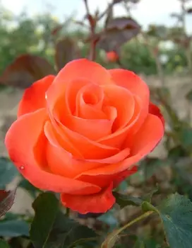 Роза чайно-гибридная Вау 1шт. ОКС