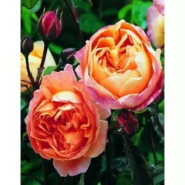 Роза чайно-гибридная Вулканика 1 шт