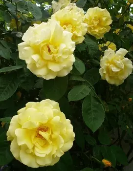 Роза флорибунда Ани Дюпрей 1 шт. ОКС