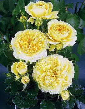 Роза флорибунда Чана Герл 1 шт ОКС