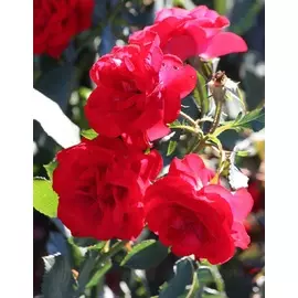 Роза флорибунда Европеана 1 шт