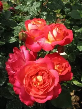 Роза флорибунда Мидсаммер 1 шт