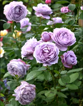 Роза флорибунда Новалис 1 шт