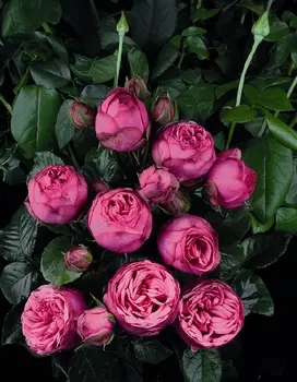 Роза флорибунда Пинк Пиано 1 шт ОКС