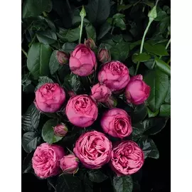 Роза флорибунда Пинк Пиано 1 шт