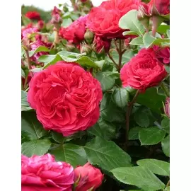 Роза флорибунда Ред Леонардо да Винчи 1 шт