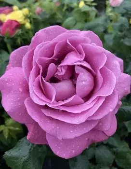 Роза флорибунда Шокинг Блуе 1 шт ОКС