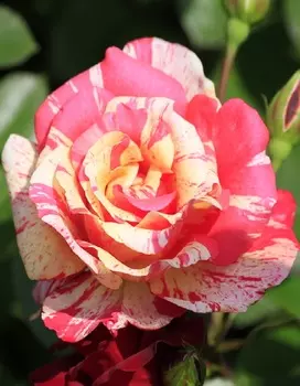 Роза флорибунда Такаде 1 шт