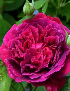 Роза кустарниковая Уильям Шекспир 2000 1 шт. ОКС