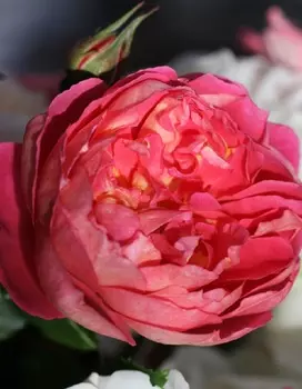 Роза кустовая Бенджамин Бриттен 1 шт. ОКС