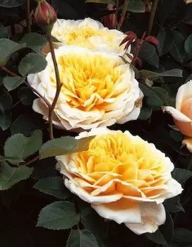 Роза английская Инглиш Гарден 1 шт