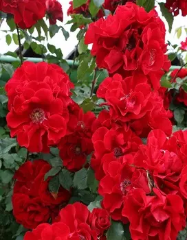 Роза кустовая Ротер Корсар 1 шт