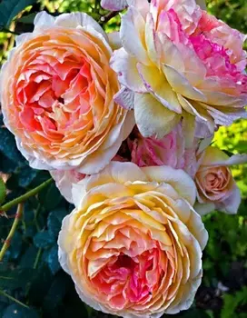 Роза кустовая Розоман Жанон 1 шт