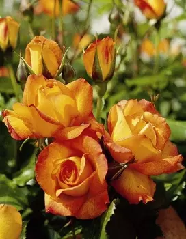 Роза кустовая Сахара 1 шт