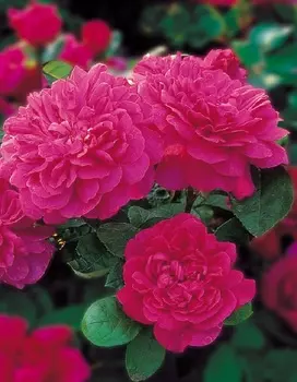 Роза английская Софи 1 шт