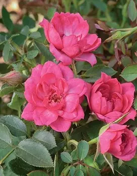 Роза миниатюрная Розовый 1 шт