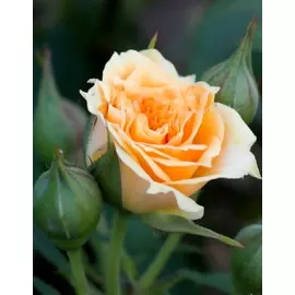 Роза спрей Макарена 1 шт