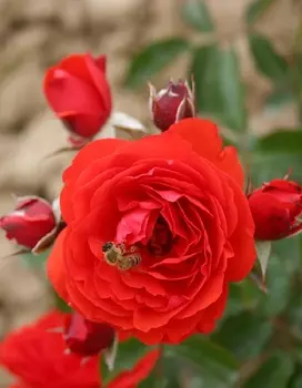 Роза миниатюрная Питер Пен 1 шт