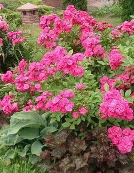 Роза мускусная Динки 1 шт