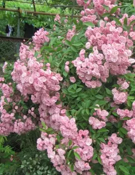 Роза мускусная Хевели Пинк 1 шт