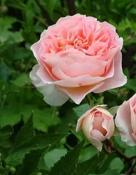 Роза кустарниковая Абрахам Дерби 1 шт ОКС