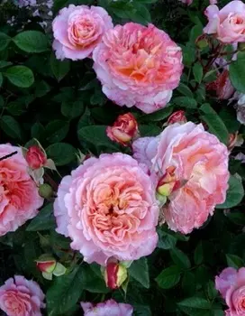 Роза парковая Августа Луиза 1 шт ОКС