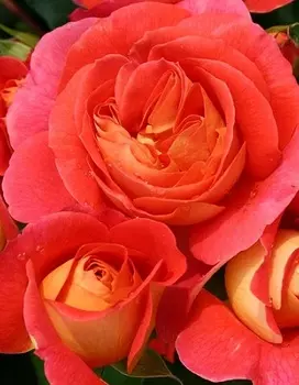 Роза парковая Братья Гримм 1 шт ОКС