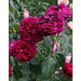 Роза английская Фальстаф 1 шт