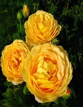 Роза парковая Грехам Томас 1 шт ОКС