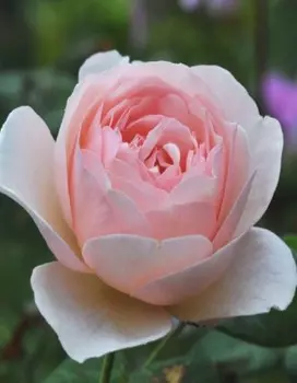 Роза парковая Херритедж 1 шт