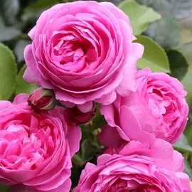 Роза кустовая Луис Одьер 1 шт