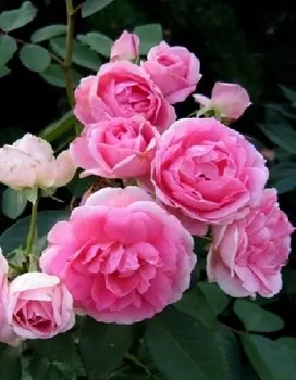 Роза парковая Прайри Джой 1 шт ОКС