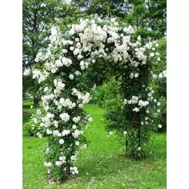 Роза плетистая Айсберг 1 шт