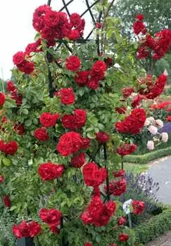 Роза плетистая Амадеус 1 шт