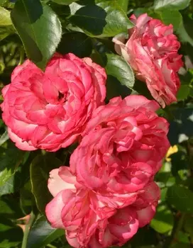 Роза плетистая Антике 1 шт. ОКС