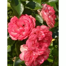 Роза плетистая Антике 1 шт