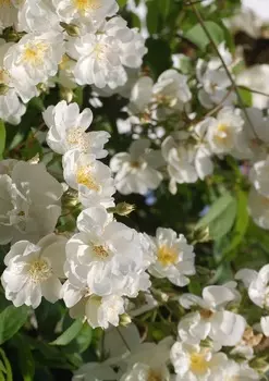 Роза плетистая Бобби Джеймс 1 шт. ОКС