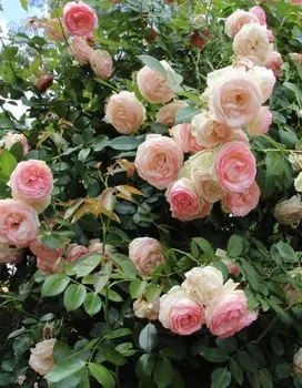 Роза плетистая Цезарь 1 шт