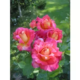 Роза плетистая Декор Арлекин 1 шт.