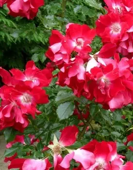 Роза плетистая Дортмунд 1 шт