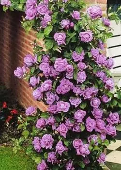 Роза плетистая Индиголетта 1 шт.ОКС