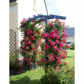 Роза плетистая Инес Састр 1 шт