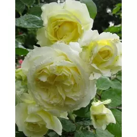 Роза плетистая Эльф 1 шт