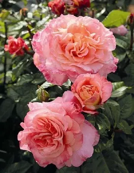 Роза плетистая Клаймбер Августа Луиза 1шт. ОКС