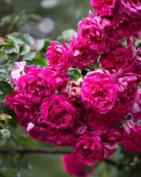 Роза плетистая Лагуна 1 шт. ОКС