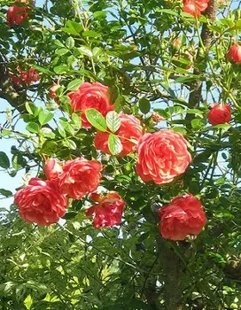 Роза плетистая Леди Пенелопа 1 шт