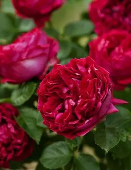 Роза плетистая Ред Эден Роуз 1 шт